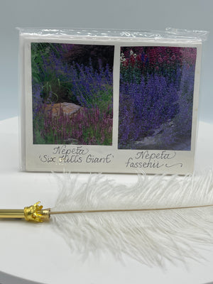 Set of 4 Notecards: Nepeta & Other Varieties.