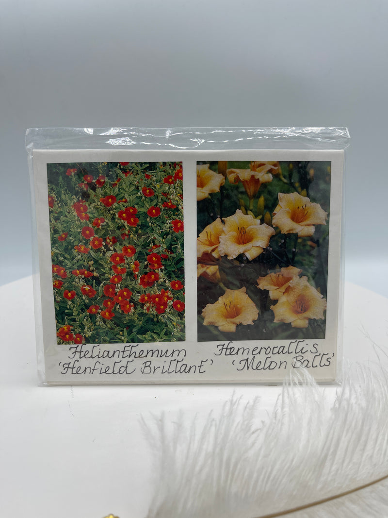 Set of 4 Notecards: Helianthemum & Other Varieties